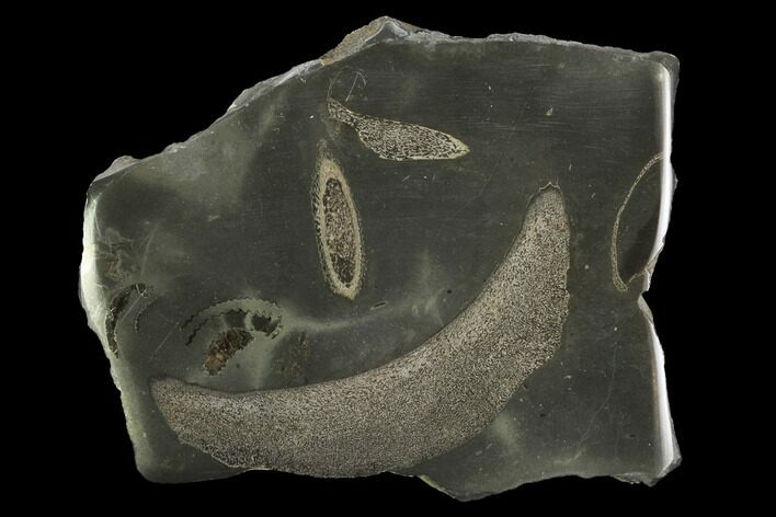 Jurassic Marine Reptile Bone In Cross-Section - Whitby, England #96347